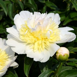 Bujor - Paeonia lactiflora Golden Fleece - Bulbi de flori - AgroDenmar.ro