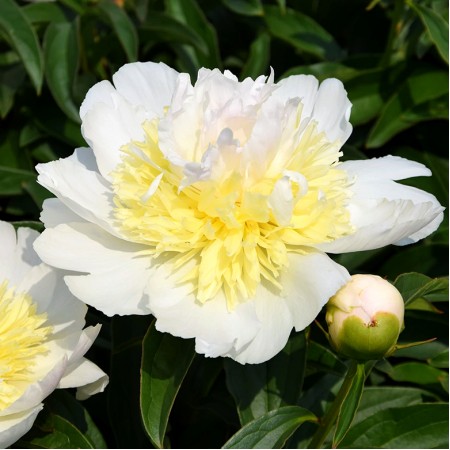 Bujor - Paeonia lactiflora Golden Fleece - Bulbi de flori - AgroDenmar.ro