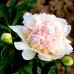 Bujor - Paeonia lactiflora Top Brass - Bulbi de flori - AgroDenmar.ro