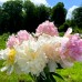 Bujor - Paeonia lactiflora Top Brass - Bulbi de flori - AgroDenmar.ro