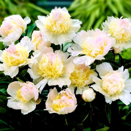 Bujor - Paeonia lactiflora Top Brass - Bulbi de flori - AgroDenmar.ro