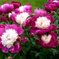 Bujor - Paeonia lactiflora White Cap