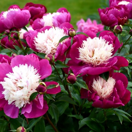 Bujor - Paeonia lactiflora White Cap - Bulbi de flori - AgroDenmar.ro