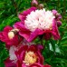Bujor - Paeonia lactiflora White Cap - Bulbi de flori - AgroDenmar.ro