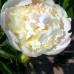 Bujor - Paeonia lactiflora Mister Ed - Bulbi de flori - AgroDenmar.ro