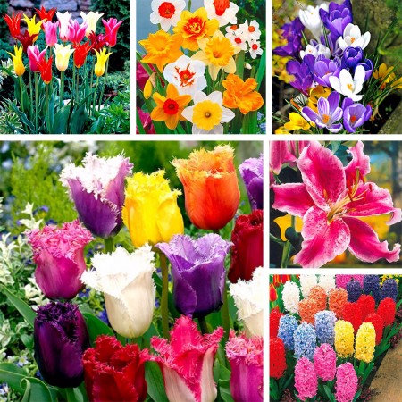 Cadou Bulbi de flori Mix -  - AgroDenmar.ro