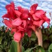 Canna Crimson Beauty - Bulbi de flori - AgroDenmar.ro