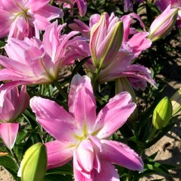 Crini Lotus Elegance - Bulbi de flori - AgroDenmar.ro