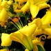 Crini Yellow Planet - Bulbi de flori - AgroDenmar.ro