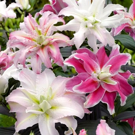 Crini Oriental double Mix - Bulbi de flori - AgroDenmar.ro