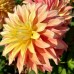Dalie Blushing Lady - Bulbi de flori - AgroDenmar.ro