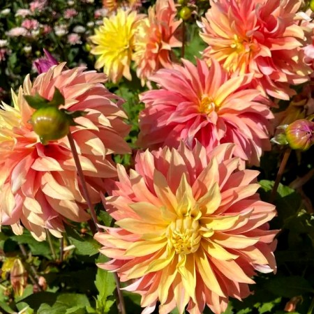 Dalie Blushing Lady - Bulbi de flori - AgroDenmar.ro