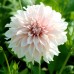 Dalie Cafe au Lait - Bulbi de flori - AgroDenmar.ro