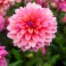 Dalie Great Silence  - Bulbi de flori - AgroDenmar.ro