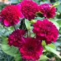 Dalie Purple Bouquet