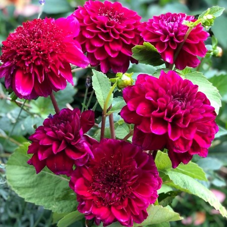Dalie Purple Bouquet - Bulbi de flori - AgroDenmar.ro