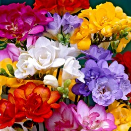 Bulbi de flori Frezii pret avantajos - Cumpara online