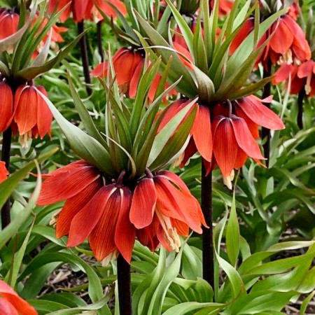 Fritillaria April Flame Imperialis - Bulbi de flori - AgroDenmar.ro