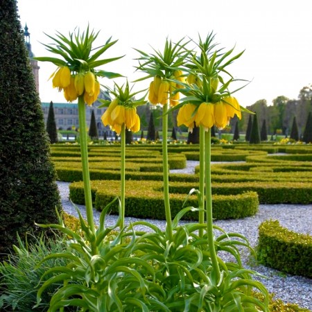 Fritillaria Lutea Imperialis - Bulbi de flori - AgroDenmar.ro