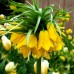 Fritillaria Lutea Imperialis - Bulbi de flori - AgroDenmar.ro