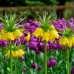 Fritillaria Lutea Imperialis - Bulbi de flori - AgroDenmar.ro