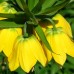 Fritillaria Lutea Imperialis - Bulbi de flori - AgroDenmar.ro