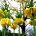 Fritillaria Lutea Imperialis - Bulbi de flori - AgroDenmar.ro