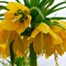 Fritillaria Lutea Imperialis - Bulbi de flori - AgroDenmar.ro