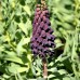Fritillaria Twin Towers Tribute - Bulbi de flori - AgroDenmar.ro