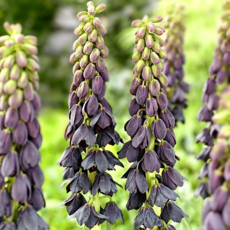 Fritillaria Twin Towers Tribute - Bulbi de flori - AgroDenmar.ro