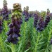Fritillaria Twin Towers Tribute - Bulbi de flori - AgroDenmar.ro