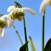 Ghiocei cu flori duble - Galanthus Nivalis Flore Pleno - Bulbi de flori - AgroDenmar.ro