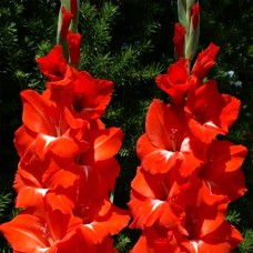 Gladiole Traderhorn