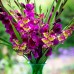 Gladiole Zita - Bulbi de flori - AgroDenmar.ro