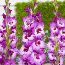 Gladiole Elvive