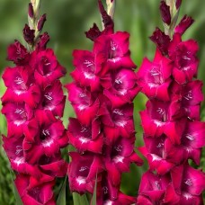 Gladiole Bizet