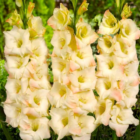 Gladiole Cream Perfection - Bulbi de flori - AgroDenmar.ro