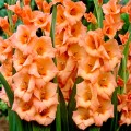 Gladiole Peter Pears