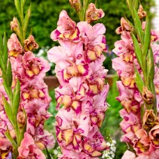 Gladiole Quepo