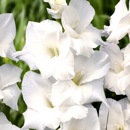 Gladiole Snowdon - Bulbi de flori - AgroDenmar.ro