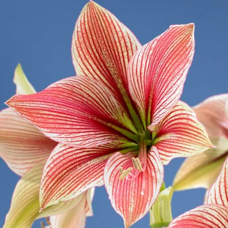 Amaryllis Exotic Star - Bulbi de flori - AgroDenmar.ro