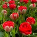 Lalele Boombastic Red - Bulbi de flori - AgroDenmar.ro