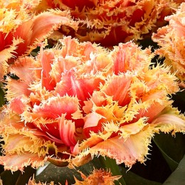 Lalele Brisbane - Bulbi de flori - AgroDenmar.ro