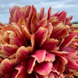 Lalele Callahan - Bulbi de flori - AgroDenmar.ro