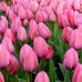 Lalele Design Impression - Bulbi de flori - AgroDenmar.ro