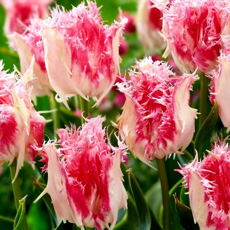 Lalele Drakensteyn - Bulbi de flori - AgroDenmar.ro