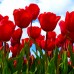 Lalele Escape - Bulbi de flori - AgroDenmar.ro