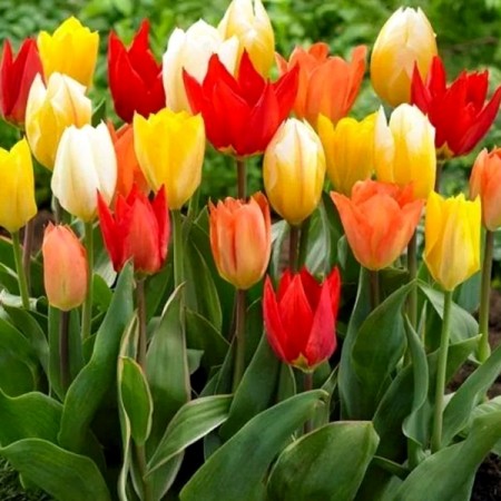 Lalele Fosteriana Mix - Bulbi de flori - AgroDenmar.ro