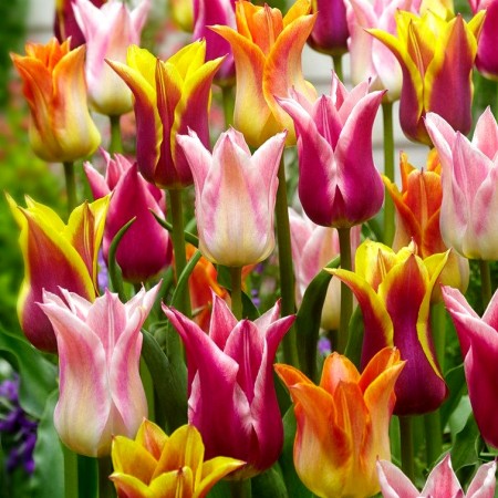Lalele Lily flowering mixed - Bulbi de flori - AgroDenmar.ro Lalele Lily flowering mixed - Bulbi de flori - AgroDenmar.ro