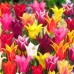 Lalele Lily flowering mixed - Bulbi de flori - AgroDenmar.ro Lalele Lily flowering mixed - Bulbi de flori - AgroDenmar.ro